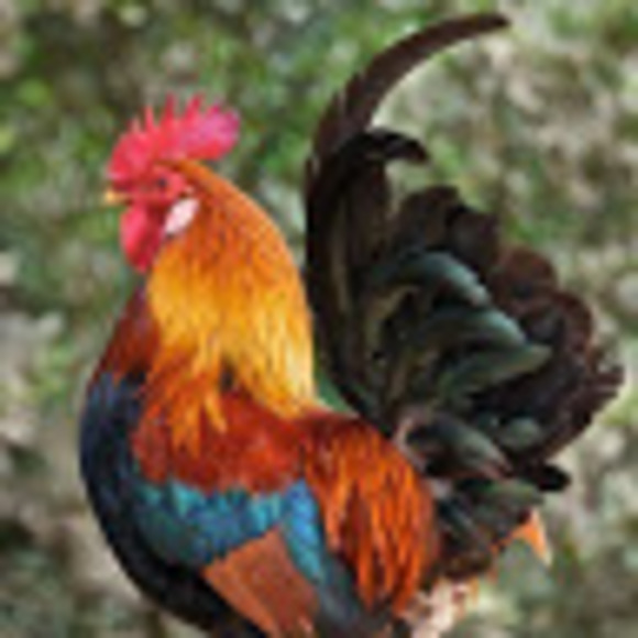 Meet your Posher, Cindy - Picture 1 of 1